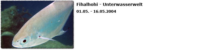 Fihalhohi - Malediven Unterwasserwelt